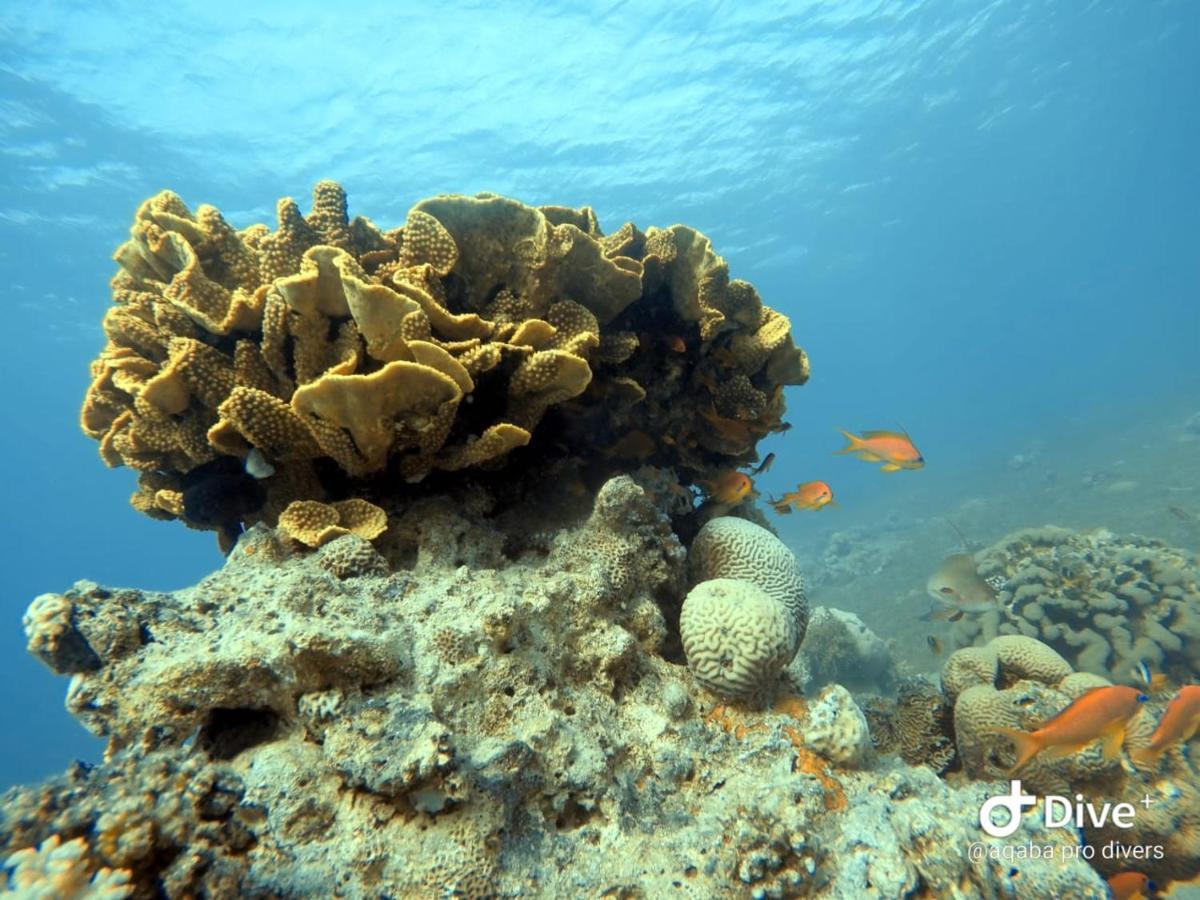 Aqaba Pro Divers ภายนอก รูปภาพ