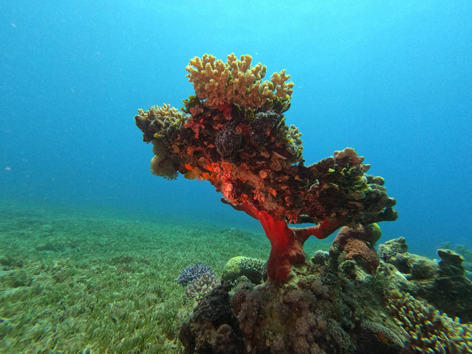 Aqaba Pro Divers ภายนอก รูปภาพ