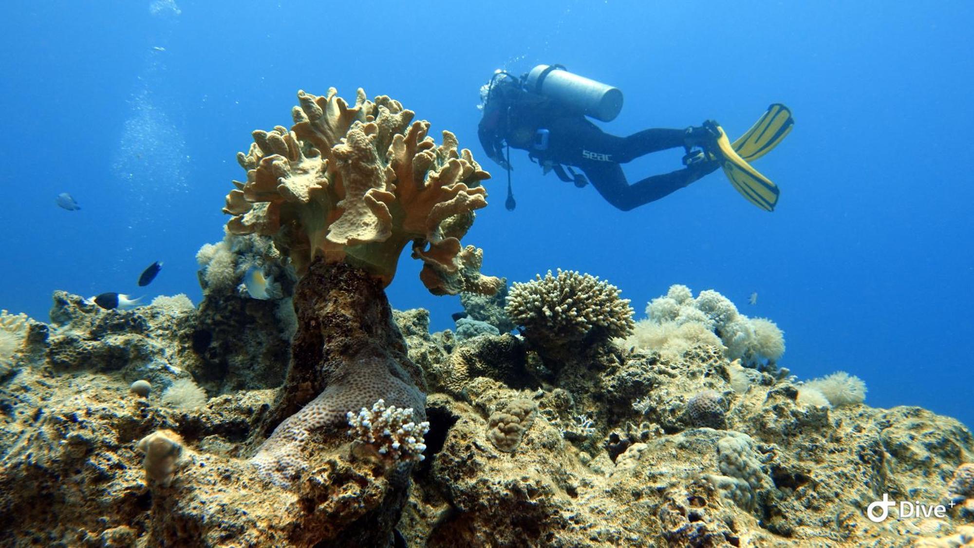 Aqaba Pro Divers ภายนอก รูปภาพ