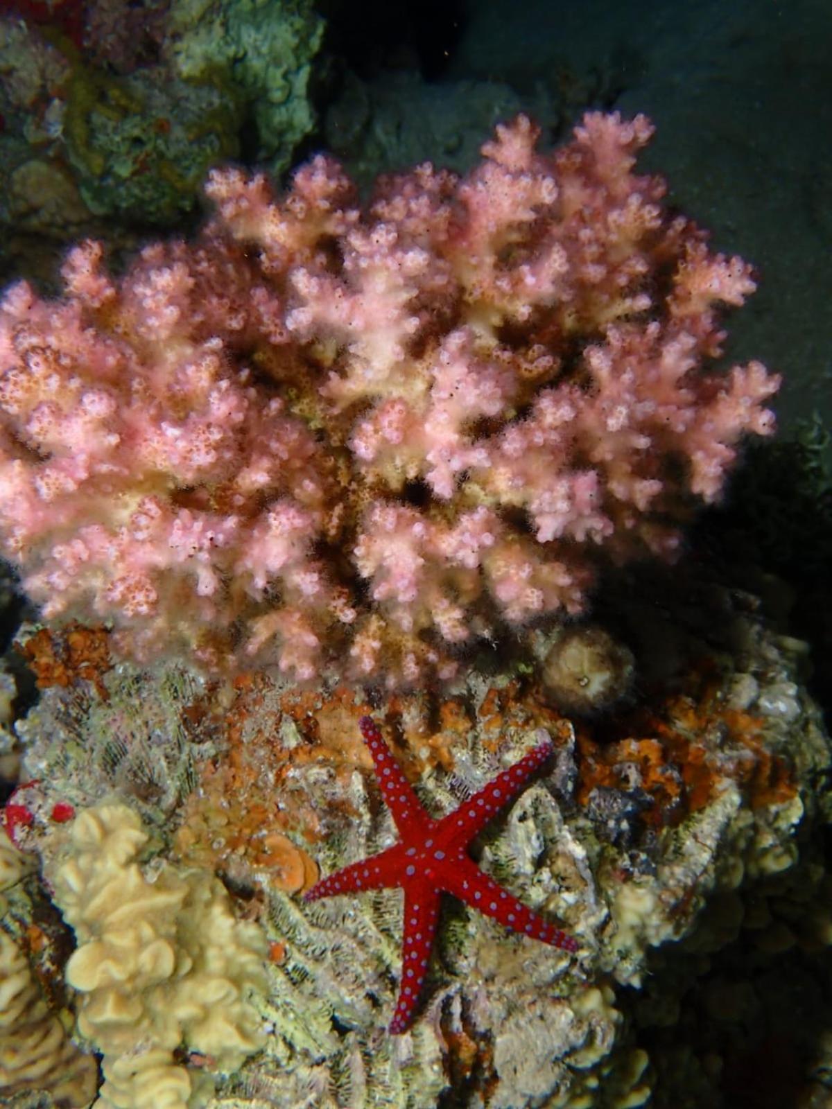Aqaba Pro Divers ภายนอก รูปภาพ