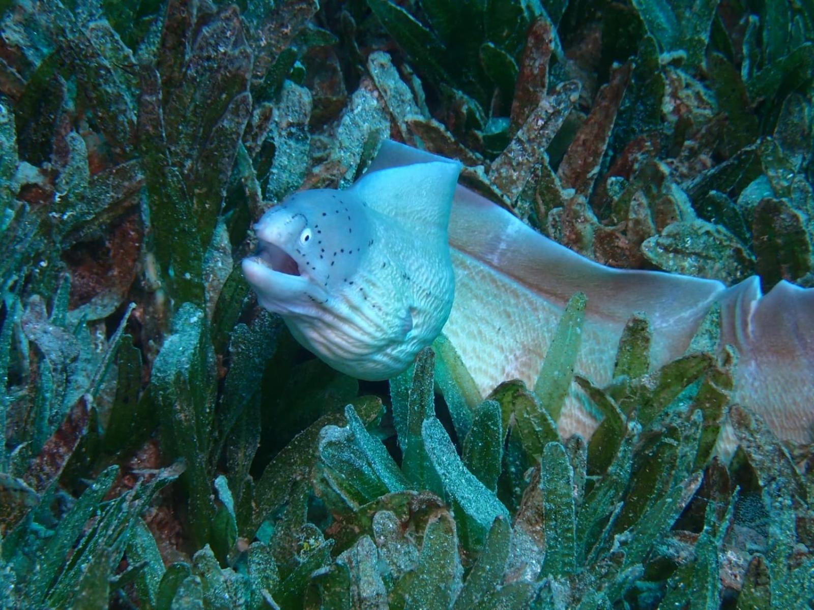 Aqaba Pro Divers ภายนอก รูปภาพ