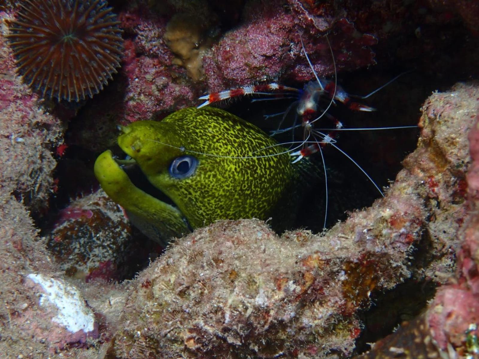 Aqaba Pro Divers ภายนอก รูปภาพ